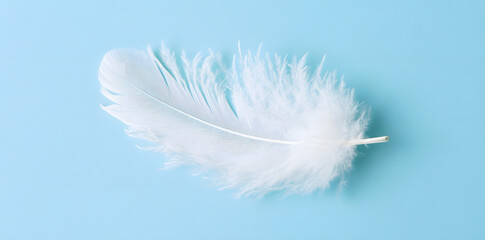 White fluffy bird feather on sky blue background