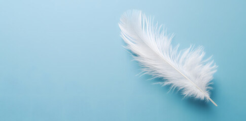 Naklejka premium White fluffy bird feather on sky blue background