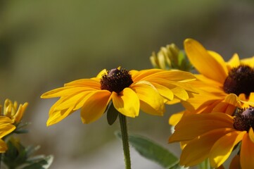 Gioielli Solari: La Bellezza delle Margherite Gialle