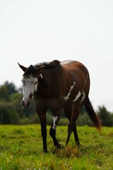 Un cheval dans une campagne de France