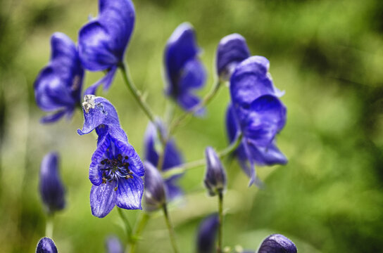 Mistero Blu: Eleganza dei Fiori di Aconito