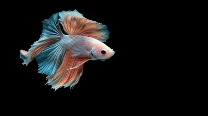 Fototapeta premium A beautiful moment frozen in time, as a Halfmoon Betta fish with vivid colors moves gracefully against a black background,