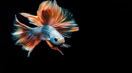 Fototapeta premium A dynamic capture of a multi-colored Siamese fighting fish, its elegant fins displayed in full motion against a solid black background