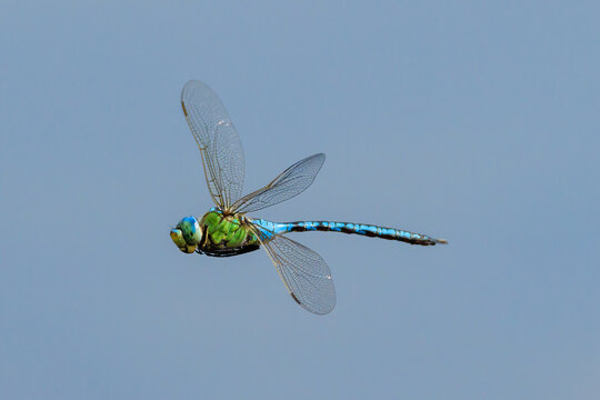 Blue dragonfly photographed in flight.