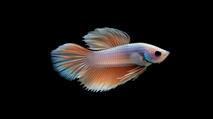 A striking Betta fish, Betta Splendens, with iridescent colors, beautifully isolated on a black background