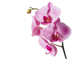 Fototapeta na wymiar Beautiful pink orchids blooming against a white background, transparent