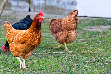 Hen on the farm