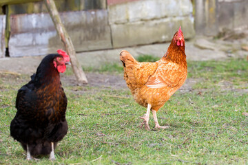 Hen on the farm