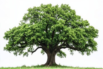 A large, lush green tree stands alone on a grassy field against a white background.