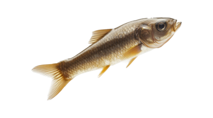 Unique freshwater fish swimming gracefully in a tranquil environment, transparent