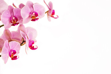 pink background with orchid