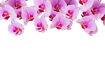 pink orchid flower on a white background