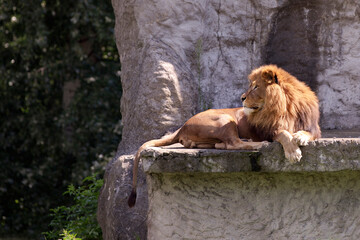 Naklejka premium lion resting on the rock