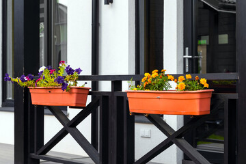 flowerpot pendant with multi-colored petunias, close-up. hanging planter with petunias. hanging flower pot. High quality photo