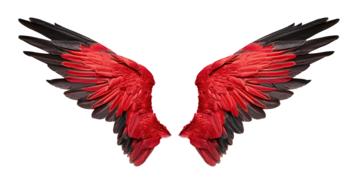 vibrant red and black bird wings fully spread Element Transparent PNG