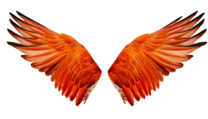 Pair of vibrant orange bird wings fully spread Element Transparent PNG
