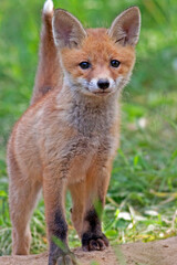 red fox in the wild