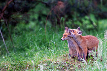 Young red foxes in the wild