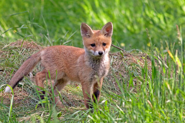 Young fox in a clearing