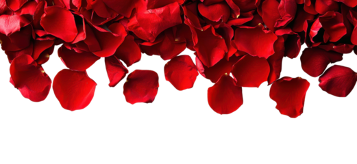 Vibrant red rose petals scattered randomly in a cluster cut out transparent isolated PNG