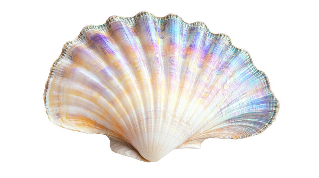 Shiny iridescent seashell isolated
