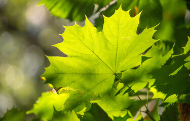 green leaves of trees against the background of blue sky illuminated by the sun