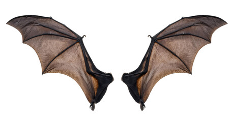 Detailed close-up image of bat wings spread open on a white background, showcasing intricate veins and textures.