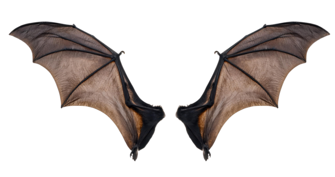 Detailed close-up image of bat wings spread open on a white background, showcasing intricate veins and textures.