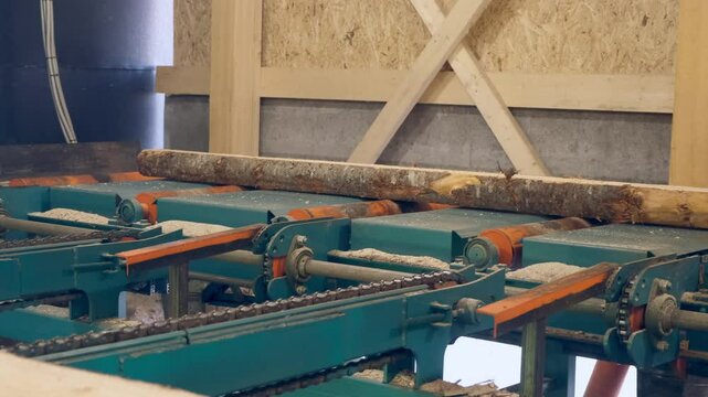 Logs moving on conveyer transporter to cutting machine at woodworking plant. Timber processing and woodworking industry. Working process sawing raw wood boards on saw-mill factory in cut workshop.