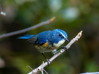 森の中の木陰で枝に留まって周りを見渡しているルリビタキの雄