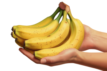 Hands holding a ripe bunch of bananas against a white background, showcasing fresh, healthy, and delicious fruit ready to eat.