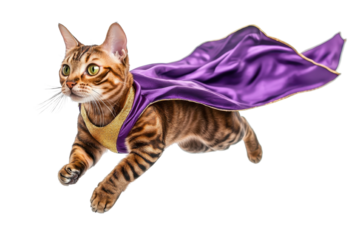 Heroic tabby cat flying with a purple cape, reminiscent of a super-pet in a whimsical or fantasy-themed setting.
