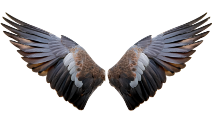 Pair of beautifully detailed bird wings isolated on a white background. Perfect for design projects, creative artworks, and nature-related themes.