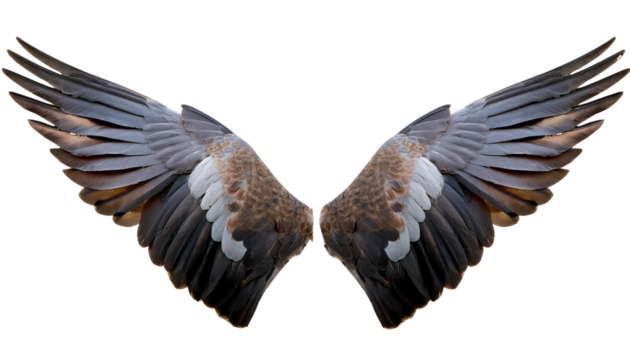 Pair of beautifully detailed bird wings isolated on a white background. Perfect for design projects, creative artworks, and nature-related themes.