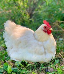 White chicken on the grass. Organic chicken