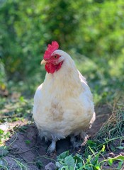 White chicken on the grass. Organic chicken