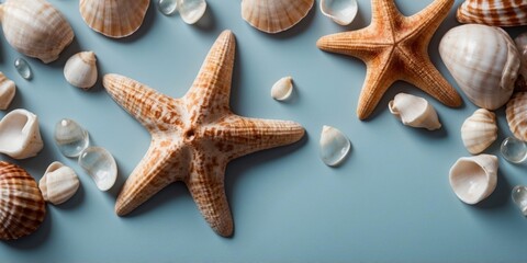 Sea Shells and Starfish on Light Blue Background.