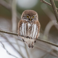 Eurasian pygmy owl