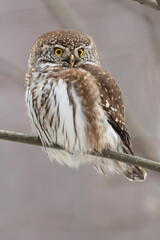 Eurasian pygmy owl