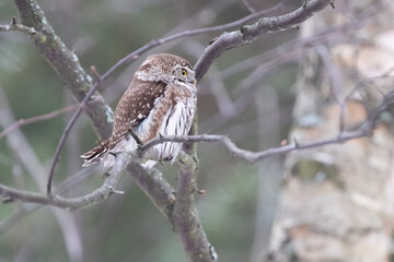 Eurasian pygmy owl