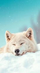 Obraz premium A peaceful white wolf resting on fresh snow, surrounded by a serene winter landscape under a clear blue sky.