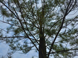 Observing trees in the park on a sunny day with the sunlight filtering through the trees in a forest and various shades of wood with blue sky background