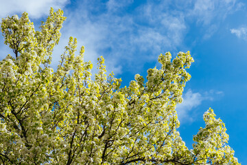 Spring Blossom in Warburton Australia