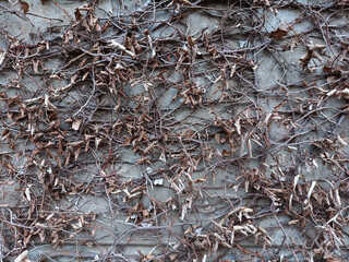 Dry leaves on gray cement wall can be background and texture.