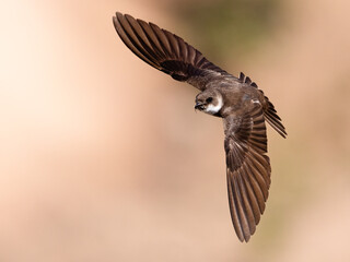 Collared Sand Martin