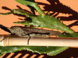 Cavalletta su Bastoncino di Bambù: Un Incontro tra Natura e Architettura
