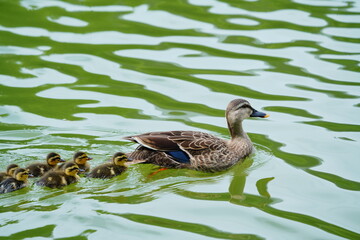 カルガ親子親子