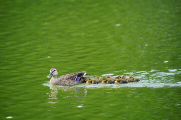 カルガ親子親子