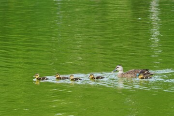 カルガモの親子