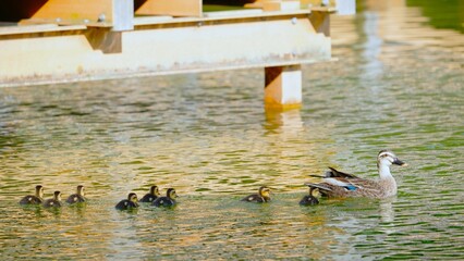 カルガ親子親子 © ogawaay